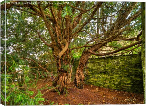 The Fortingall Yew, Oldest Tree in Europe  Canvas Print by Navin Mistry