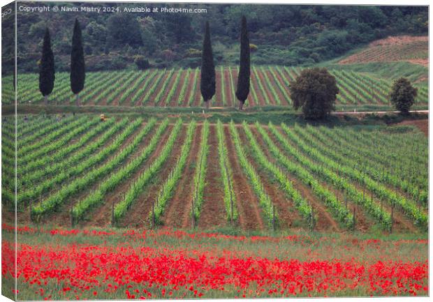 Vineyards and a field of Poppies,  Canvas Print by Navin Mistry