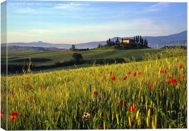 A Tuscan Farm House and Poppies, Val D'Orcia, Ital Canvas Print by Navin Mistry