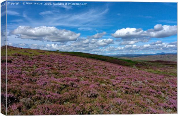 Heather on the slopes of Schiehallion              Canvas Print by Navin Mistry