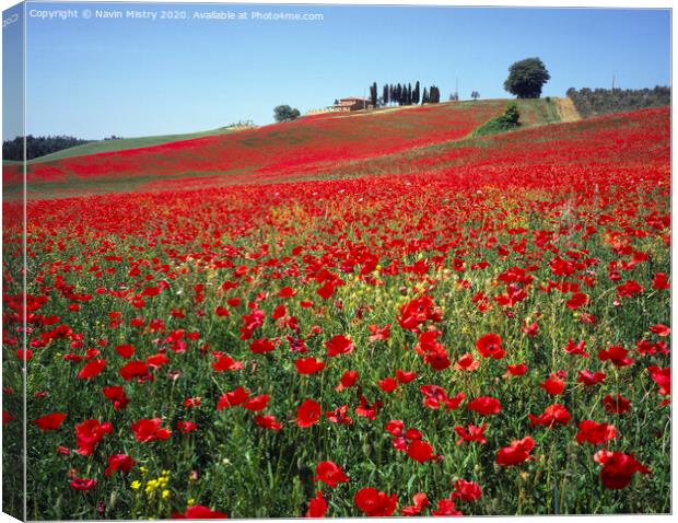 A field of red poppies, near Pienza, Tuscany, Ital Canvas Print by Navin Mistry