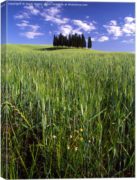 An isolated clump of pine trees, Tuscany Canvas Print by Navin Mistry