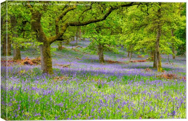 Kinclaven Bluebell Woods, Perthshire, Scotland Canvas Print by Navin Mistry