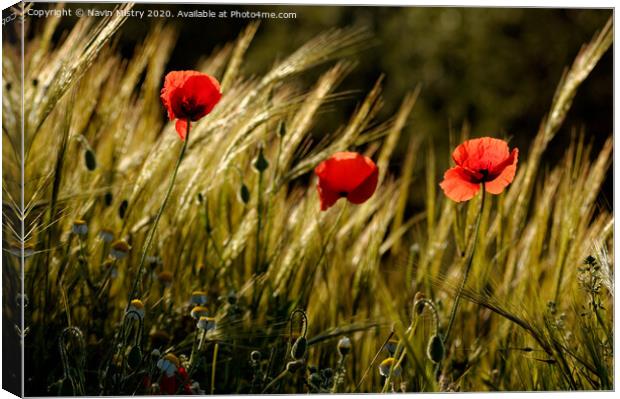 Outdoor field Canvas Print by Navin Mistry