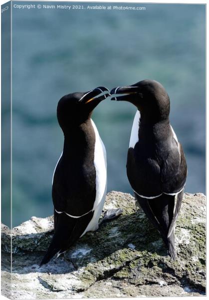 Razorbills or lesser Auks, Isle of May, Firth of Forth  Canvas Print by Navin Mistry