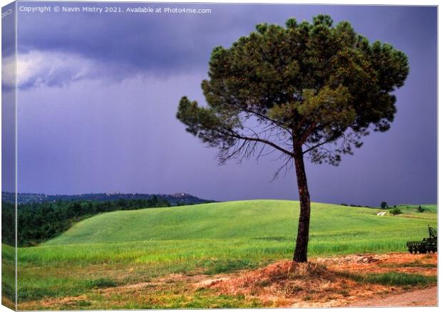 A lone Pin Parasol (Pine tree), Tuscany, Italy Canvas Print by Navin Mistry