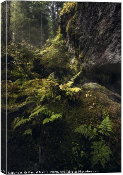 Ferns in the fairytale forest Canvas Print by Manuel Martin