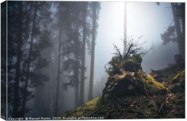 Tree stump in fog Canvas Print by Manuel Martin