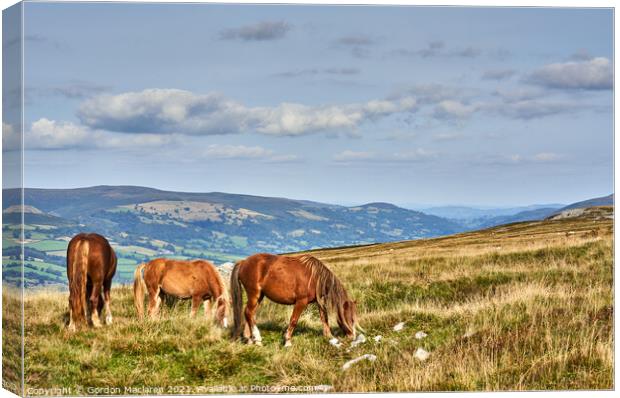 Wild Horses on the Brecon Beacons Canvas Print by Gordon Maclaren