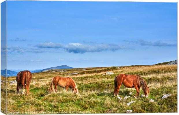 Wild Horses on the Brecon Beacons Canvas Print by Gordon Maclaren