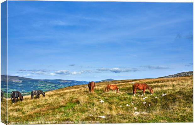 Wild Horses grazing on the Brecon Beacons Canvas Print by Gordon Maclaren