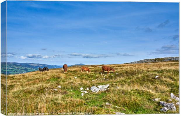 Wild Horses grazing on the Brecon Beacons Canvas Print by Gordon Maclaren