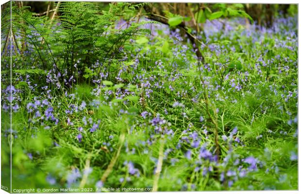 Bluebells in the woods, Cefn One Park, Cardiff Canvas Print by Gordon Maclaren