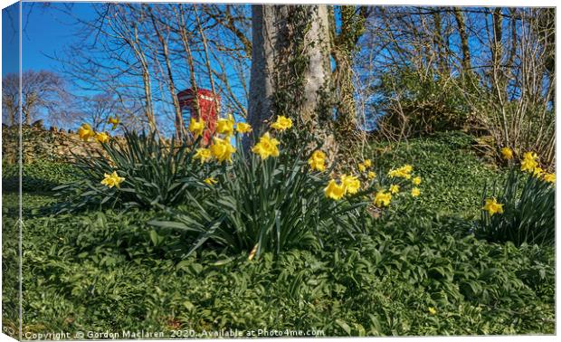Welsh Daffodils Canvas Print by Gordon Maclaren