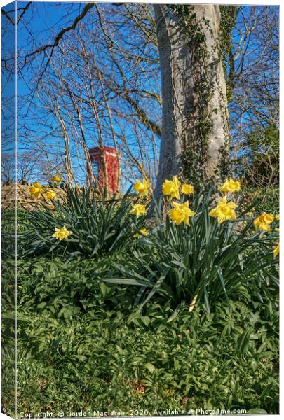 Welsh Daffodils 2 Canvas Print by Gordon Maclaren