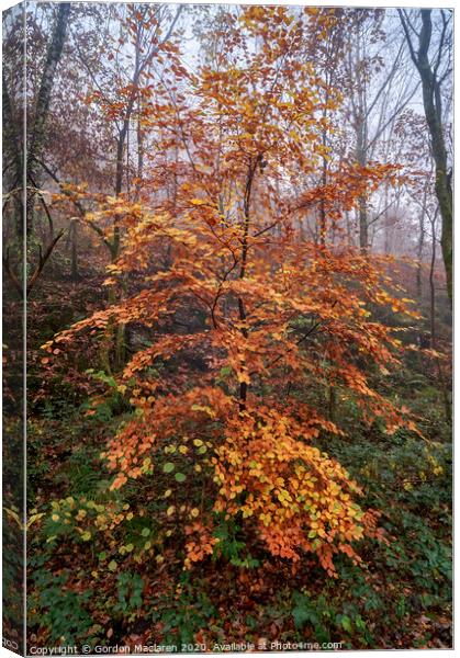 Autumn Tree Canvas Print by Gordon Maclaren