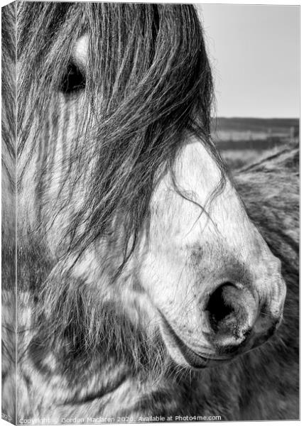 Portrait of a Wild Horse Canvas Print by Gordon Maclaren