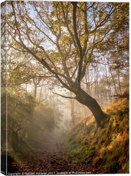 Autumn Mist in the forest Canvas Print by Gordon Maclaren