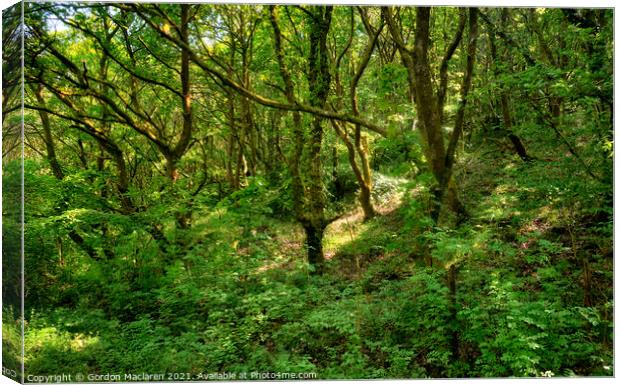 Lush Green Forest and Ancient Woodland, Bargoed So Canvas Print by Gordon Maclaren