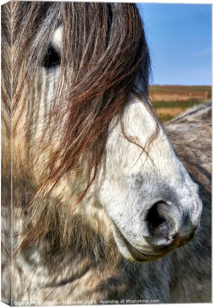 Portrait of a wild horse Canvas Print by Gordon Maclaren