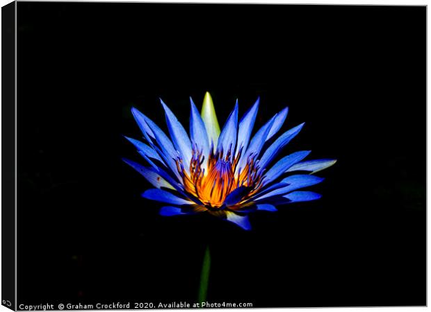 South African Water Lily Canvas Print by Graham Crockford