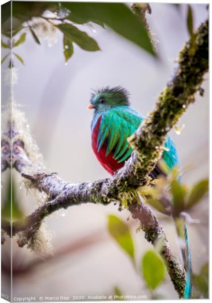 Resplendent quetzal, pharomachrus mocinno Canvas Print by Marco Diaz