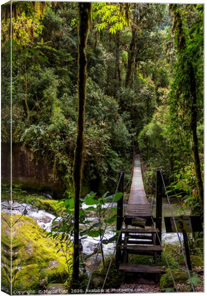 Rainforest trails Canvas Print by Marco Diaz