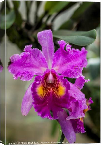 Cattleya orchid Canvas Print by Marco Diaz