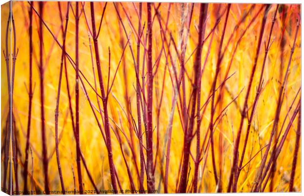 SIberian dogwood resembles fire Canvas Print by Christina Hemsley