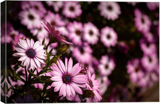pink cape daisy with purple center Canvas Print by Christina Hemsley