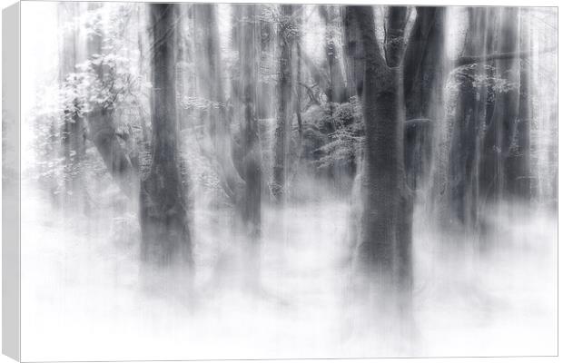 Misty Magic Beech Trees Canvas Print by Barbara Jones