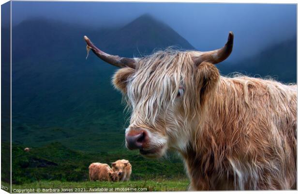 Highland Cow at Sconser Isle of Skye. Canvas Print by Barbara Jones