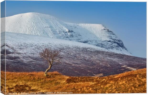 Quinag and The Rowan Tree in Winter, Assynt.  Canvas Print by Barbara Jones