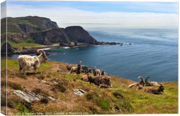 The Oa Nature Reserve, Wild Goats Islay, Scotland Canvas Print by Barbara Jones