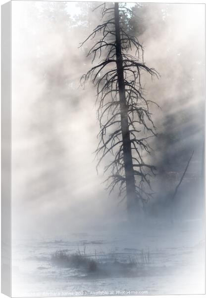 Lone Tree, Fountain Paintpots Yellowstone USA Canvas Print by Barbara Jones