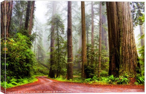 Giant Redwoods in the Mist, California USA Canvas Print by Barbara Jones
