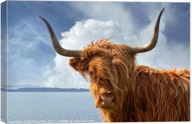 Highland Cow, Applecross NC500 Scotland. Canvas Print by Barbara Jones