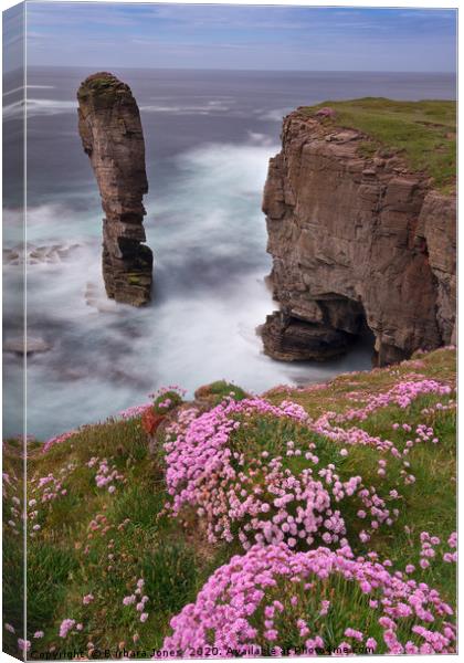 Yesnaby Castle in Summer Orkney Isles     Canvas Print by Barbara Jones