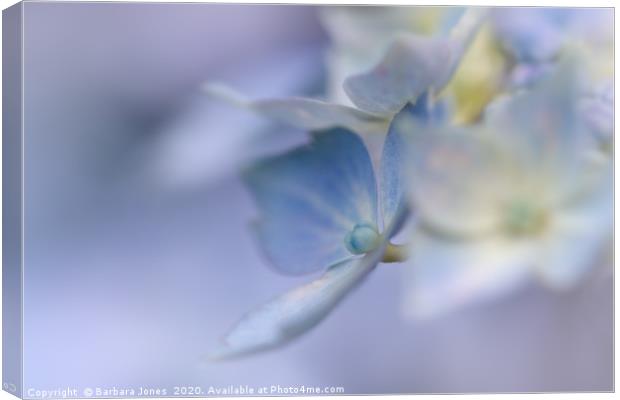 Heavenly Hydrangea Canvas Print by Barbara Jones