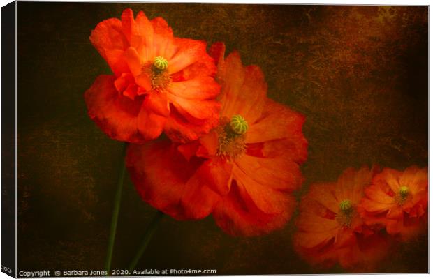 Vibrant Spanish Poppies in Bloom Canvas Print by Barbara Jones