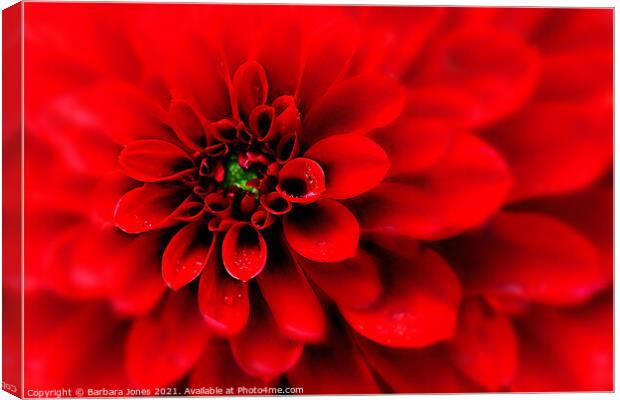 Passionate Red Dahlia Blooms Canvas Print by Barbara Jones