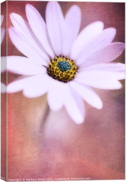 Ethereal African Daisy Canvas Print by Barbara Jones