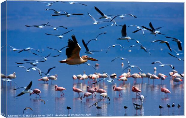 Flamingos Nakuru National Park Kenya Africa Canvas Print by Barbara Jones