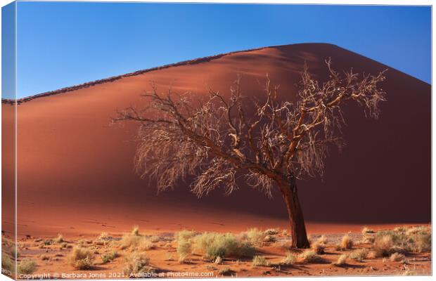 Dune 45 solitary tree Sossusvlei Namibia Africa. Canvas Print by Barbara Jones