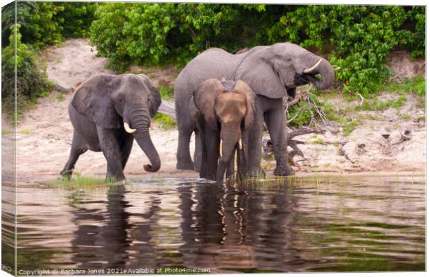 Elephants Chobe River Botswana Africa Canvas Print by Barbara Jones