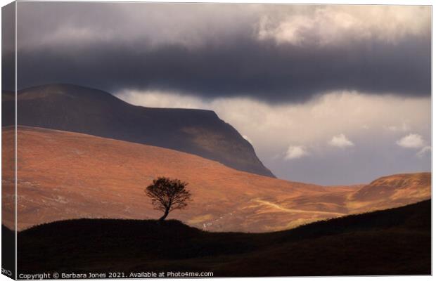 Quinag. Lone Rowan Tree,   Assynt,  Scotland. Canvas Print by Barbara Jones