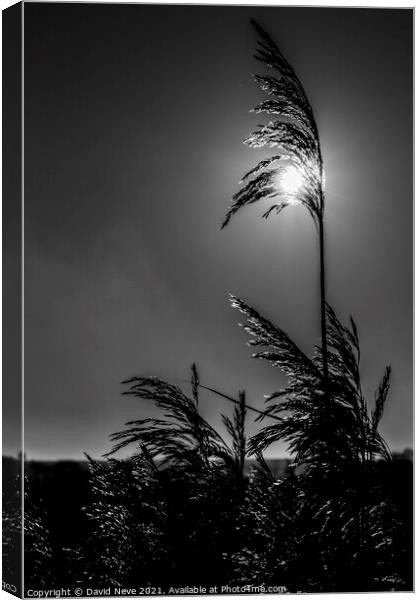 Reed in the Light Canvas Print by David Neve