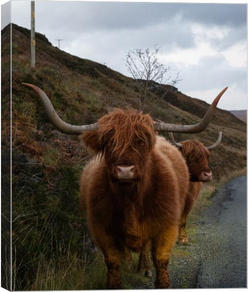 Highland Cow Canvas Print by Emma Dickson