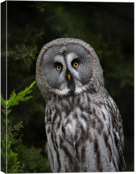 Great Grey Owl Canvas Print by Emma Dickson