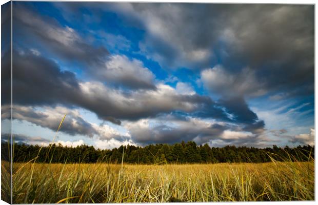 A meadow grass and sky with clouds. Canvas Print by Alexey Rezvykh